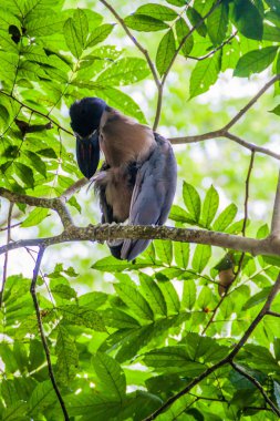 Bir ormandaki yakınındaki La Fortuna, Kosta Rika tekne - gagalı balıkçıl (Cochlearius cochlearius)