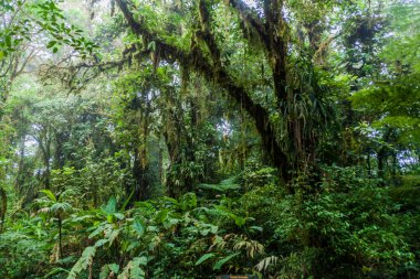 Cloud forest of Reserva Biologica Bosque Nuboso Monteverde, Costa Rica clipart