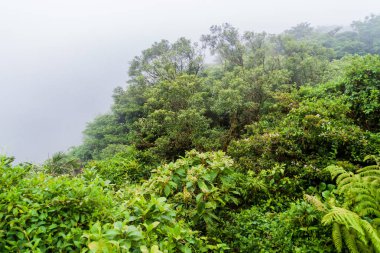 Rezervuar Bulut Ormanı Biyoloca Bosque Nuboso Monteverde, Kosta Rika
