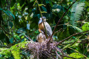 Bir offsrping bir ormandaki yakınındaki La Fortuna, Kosta Rika ile tekne - gagalı balıkçıl (Cochlearius cochlearius)