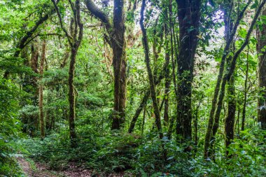 Cloud forest of Reserva Biologica Bosque Nuboso Monteverde, Costa Rica clipart