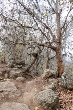 Ağaçları ile İspanyol yosun korumalı alan Miraflor, Nicaragua