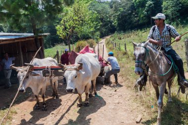 Miraflor, Nikaragua - 22 Nisan 2016: Kırsal sahne korumalı alan Miraflor, Nicaragua