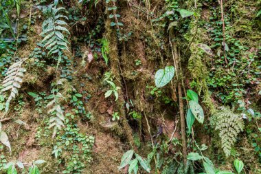 Yosun kaplı ormanda bir bulut Reserva Biologica Bosque Nuboso Monteverde, Kosta Rika