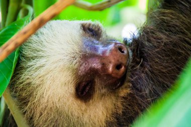 İki - parmaklı tembel La Fortuna village, Kosta Rika yakınındaki ormanda