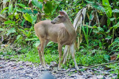 Manuel Antonio, Kosta Rika geyik Ulusal Parkı
