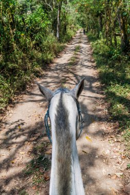 Onun arkasından haliyle at başı. Yolda korumalı alan Miraflor, Nicaragua