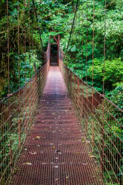 Asma köprü içinde bulut orman, Reserva Biologica Bosque Nuboso Monteverde, Kosta Rika