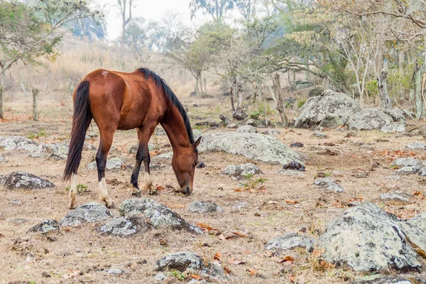 Caballo Pasto Área Protegida Miraflor Nicaragua — Foto de Stock