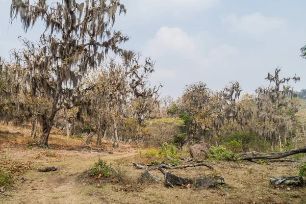 Stromy Španělským Mechem Chráněné Oblasti Miraflor Nikaragua — Stock fotografie