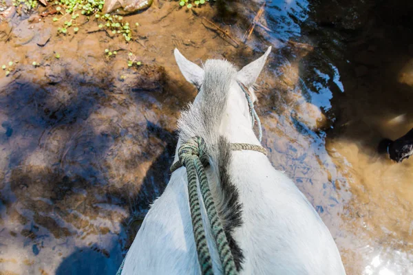 Cheval Buvant Eau Une Flaque Vue Son Dos Route Dans — Photo