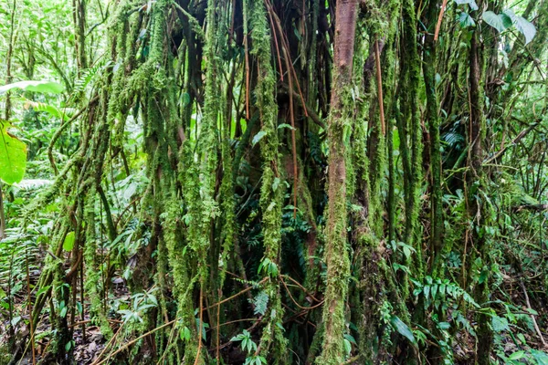 Árvore Uma Floresta Nuvens Reserva Biologica Bosque Nuboso Monteverde Costa — Fotografia de Stock