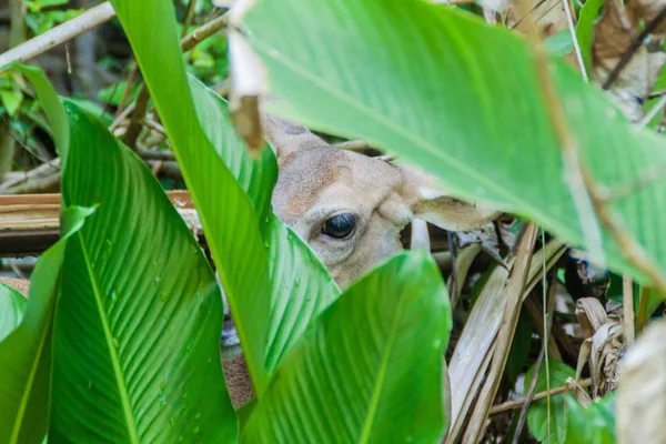 Cerf Dans Parc National Manuel Antonio Costa Rica — Photo