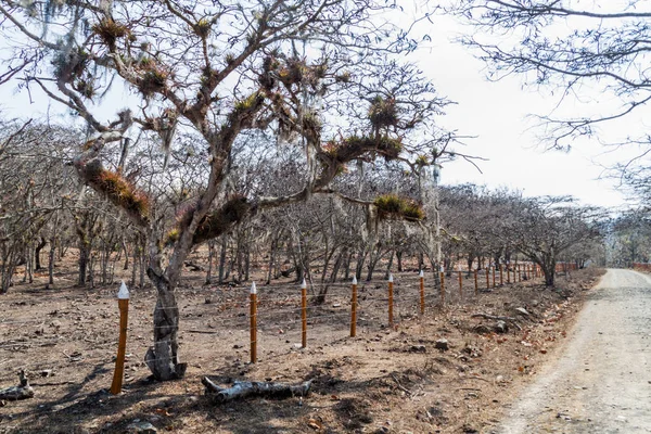 Road Pastures Protected Area Miraflor Nicaragua — Stock Photo, Image
