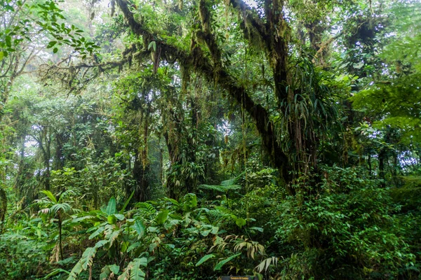 Bosque Nuboso Reserva Biológica Bosque Nuboso Monteverde Costa Rica — Foto de Stock
