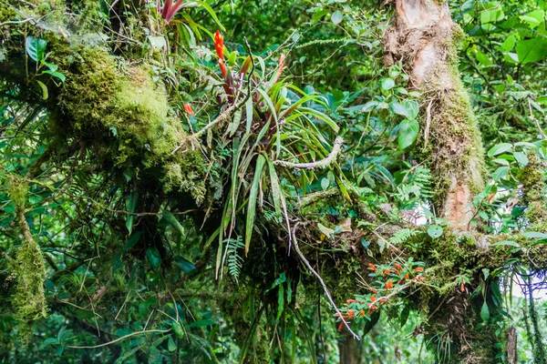 Bromeliad Cloud Forest Reserva Biologica Bosque Nuboso Monteverde Costa Rica — Stock Photo, Image