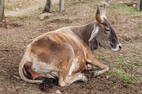 Cow Pasture Protected Area Miraflor Nicaragua — Stock Photo, Image