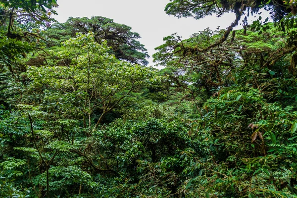 Nebelwald Der Reserva Biologica Bosque Nuboso Monteverde Costa Rica — Stockfoto