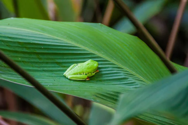 Красноглазая Древесная Лягушка Agalychnis Callidryas Лесу Около Фортуны Коста Рика — стоковое фото
