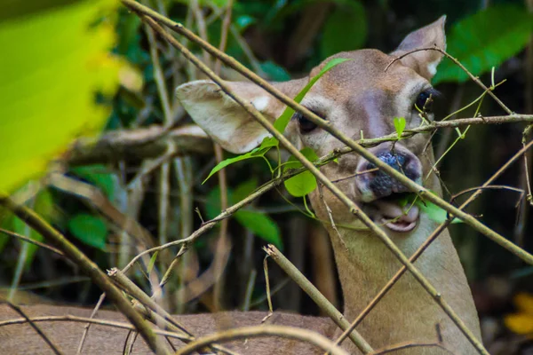 Cervo Nel Parco Nazionale Manuel Antonio Costa Rica — Foto Stock