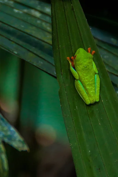 Rotäugiger Laubfrosch Agalychnis Callidryas Einem Wald Der Nähe Von Fortuna — Stockfoto