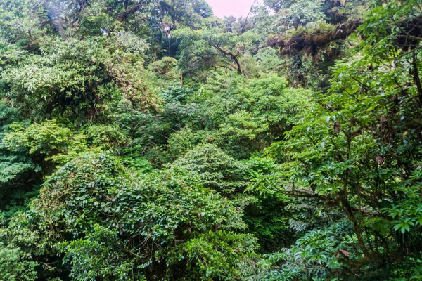 Лес Заповедника Bosque Nuboso Monteverde Коста Рика — стоковое фото