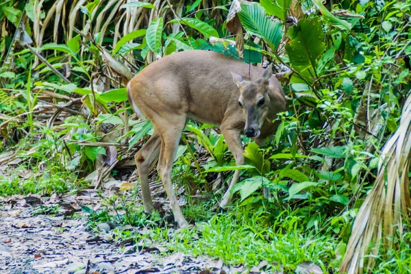 Cerf Dans Parc National Manuel Antonio Costa Rica — Photo