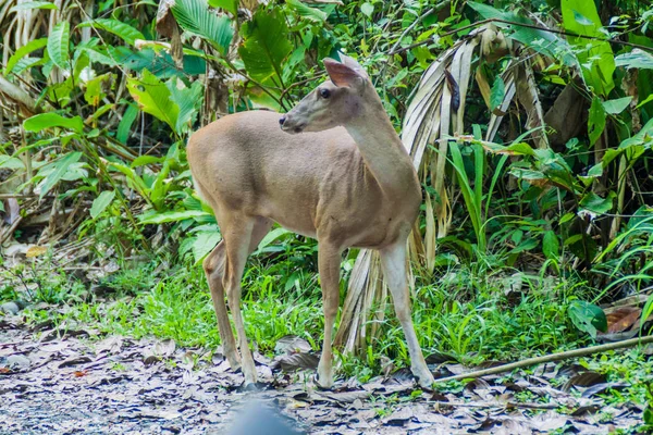 Rådjur National Park Manuel Antonio Costa Rica — Stockfoto