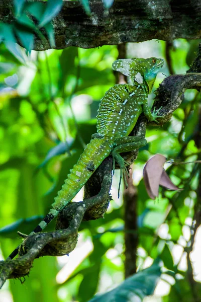 Gefiederten Basilisk Basiliscus Plumifrons Auch Als Grüne Basilisk Einem Wald — Stockfoto