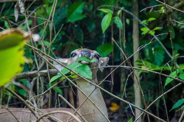 Ciervos Parque Nacional Manuel Antonio Costa Rica —  Fotos de Stock