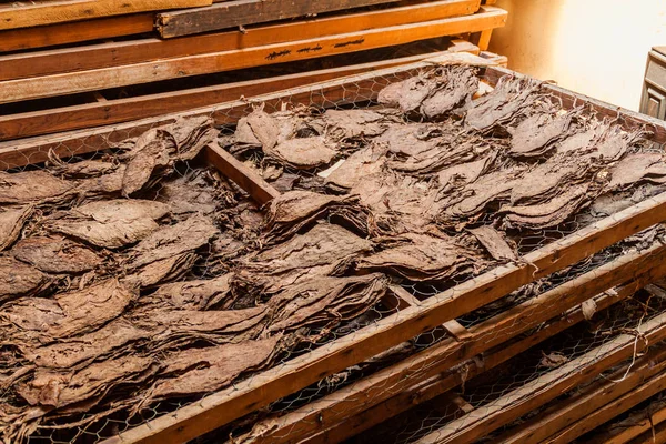 Tobacco leaves at a cigar factory in Esteli, Nicaragua