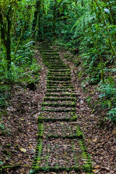 Пешеходная Тропа Облачном Лесу Reserva Biologica Bosque Nuboso Monteverde Коста — стоковое фото