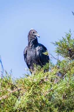 Kara akbaba (Coragyps atratus) yakın Atitlan göl, Guatemala