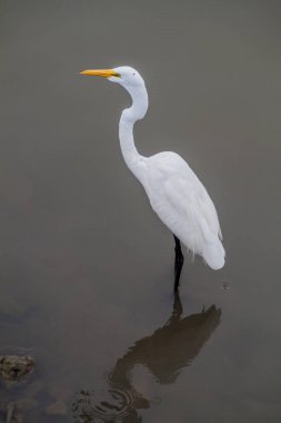 Büyük ak balıkçıl (Ardea alba), San Juan Nehri, Nicaragua