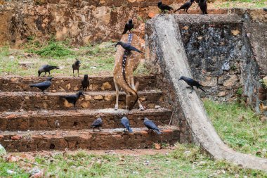 Chital and crows in the Fort Frederick in Trincomalee, Sri Lanka clipart