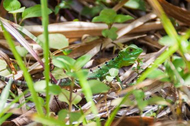 Basilisk (Basiliscus plumifrons), aynı zamanda yaygın yeşil basilisk Milli Parkı Arenal, Kosta Rika denilen tüylü