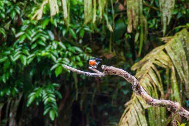 Green kingfisher (Chloroceryle americana) in Tortuguero National Park, Costa Rica clipart
