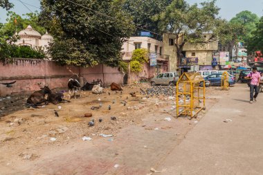 Delhi, Hindistan - 23 Ekim 2016: Delhi, Hindistan merkezinde birkaç inek.