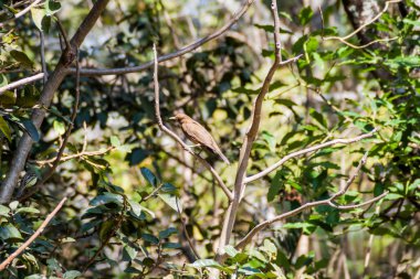 Kil renkli ardıç (Turdus grayi) yakın Atitlan göl, Guatemala