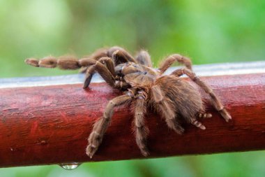 Tarantula Panama bir korkuluk olarak