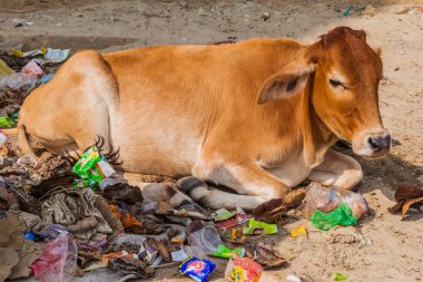Varanasi, Hindistan - 25 Ekim 2016: Bir yığın çöp Varanasi, Hindistan'da inek yatıyor