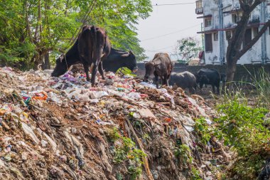 Varanasi, Hindistan çöp yığını üzerinde ineklerin