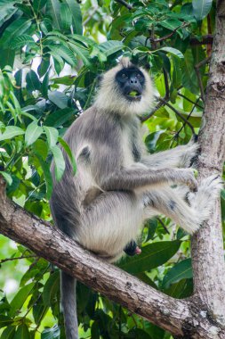 Fort Frederick Trincomalee, Sri Lanka bir ağaç üzerinde gri langur (Semnopithecus priam) tufted