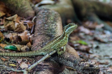Basilisk içinde Milli Parkı Manuel Antonio, Kosta Rika