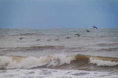 Kahverengi Pelikan (Pelecanus occidentalis) Tortuguero Milli Parkı, Kosta Rika
