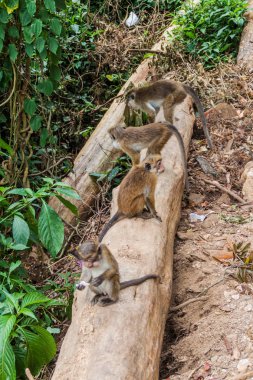 Maymunların Thangamale kutsal Haputale, Sri Lanka yakınındaki