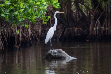 Büyük ak balıkçıl (Ardea alba) yaban hayatı içinde rezerv Biotopo Monterrico-Hawaii, Guatemala
