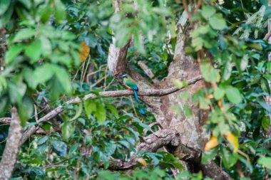 Turkuaz kaşlı motmot (Eumomota superciliosa), El Salvador Ulusal kuş. Milli Parkı El Imposible, El Salvador