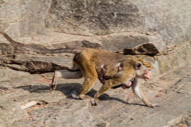 Antik kentin Polonnaruwa, Sri Lanka, Bebek annesiyle makak