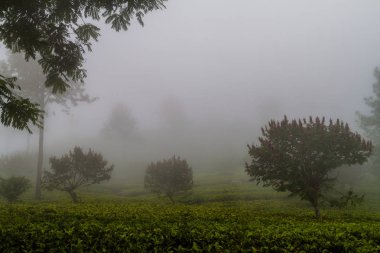 Çay Bahçeleri yakınında Haputale, Sri Lanka üzerinden sis